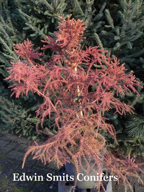 Cryptomeria japonica 'Filips Winter Magic'